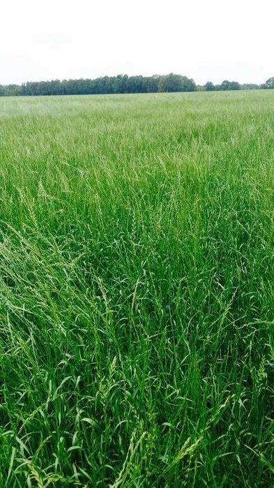 Mieszanka Gorzowska  - wysoka jakość zielonki, mieszanka poplonowa