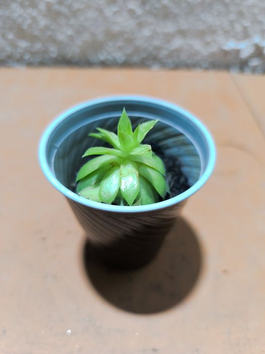 Suculentas em vaso 3