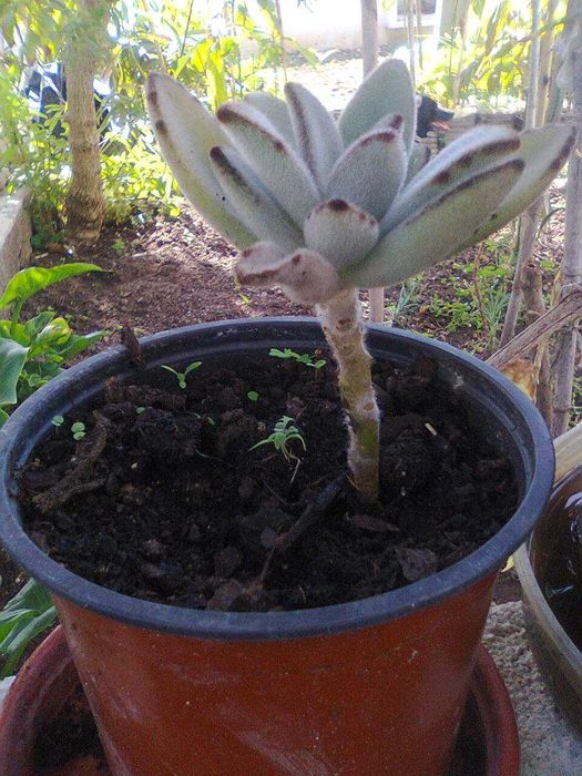 Plantas Suculentas