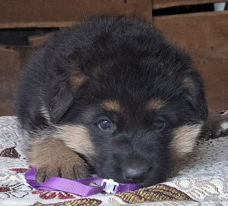 Цуценята німецької вівчарки
