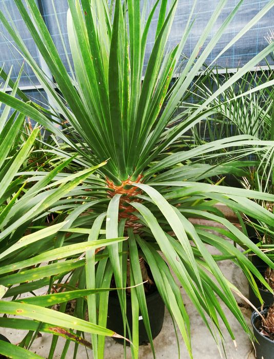 Dragoeiros ou Dracaena draco