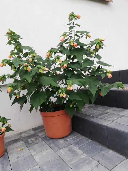 Kolonik pokojowy Abutilon sadzonka