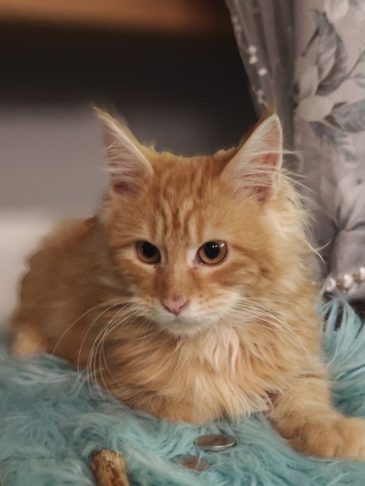 Dziewczynka Maine Coon
