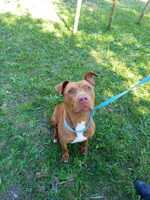 Menina pitbull de 5 aninhos para adopção