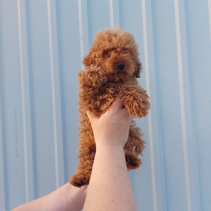 Гарнесенький хлопчик Мальтипу