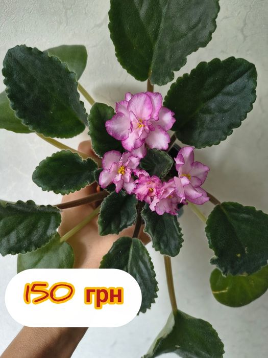 Квітучі сортові фіалки