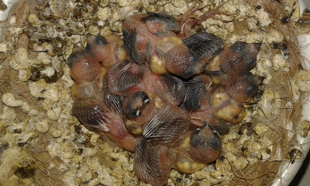 Cedência bengalins