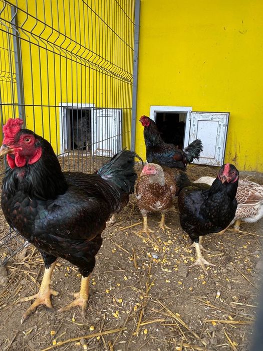 Інкубаційне яйце Орпінгтон, Кохінхін, Брама