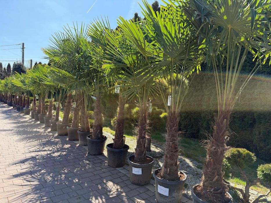 Trachycarpus fortunei palma mrozoodporna duża do ogrodu taras egzotyczna