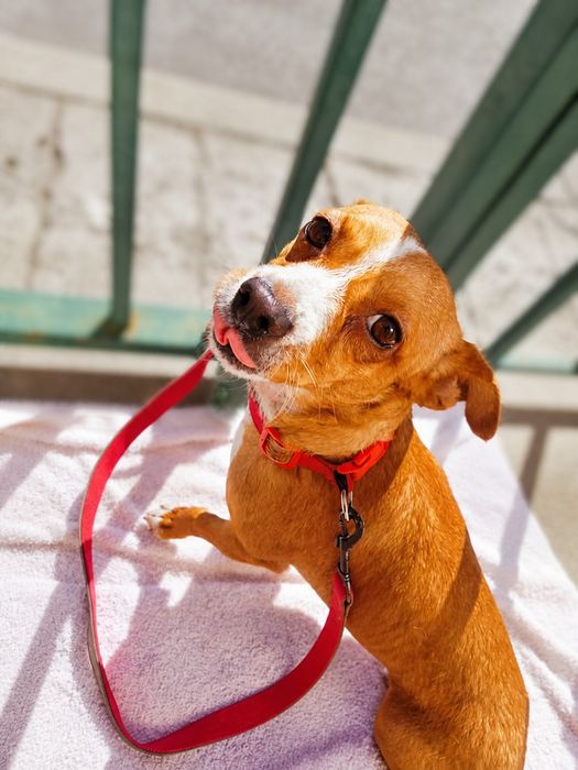 Adoção cão e cadela porte pequeno