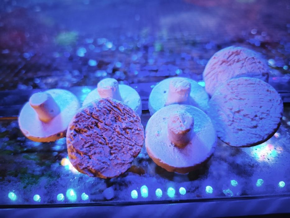 Podstawki pod koralowce