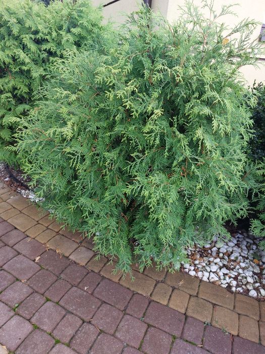 Tuja, 1m wysokości
