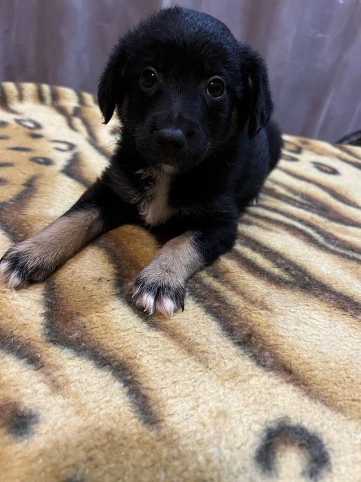 Щенята мелкой породы ищут заботливых хозяев