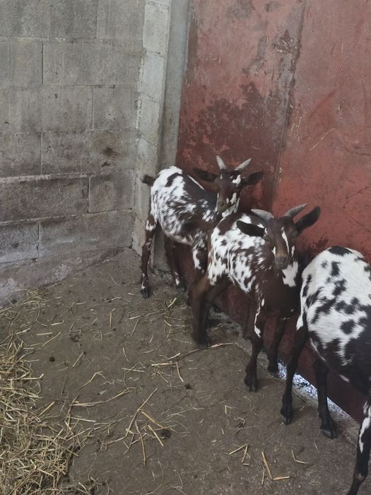 Cabras algarvias