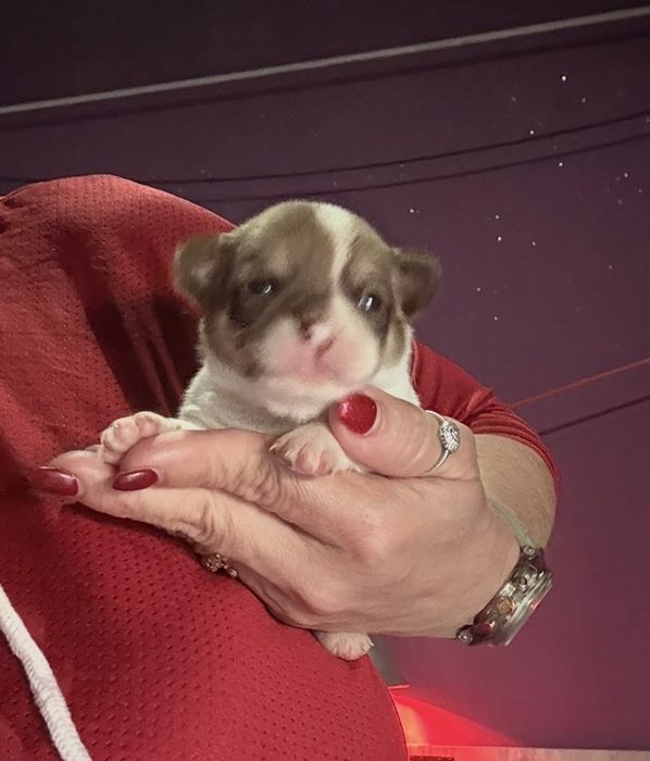 Menina  Chihuahua  lindissima “ de bolsa.