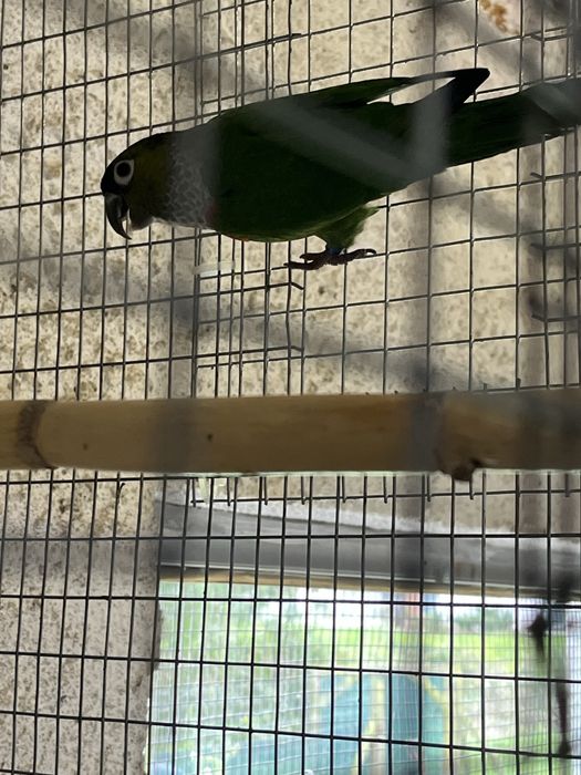 Ring Neck cleartel e Pyrrhura Rupicola