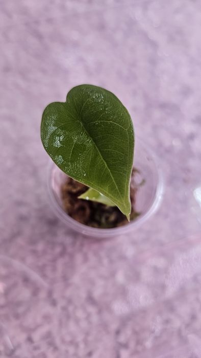 Алоказия Детки разные сорта