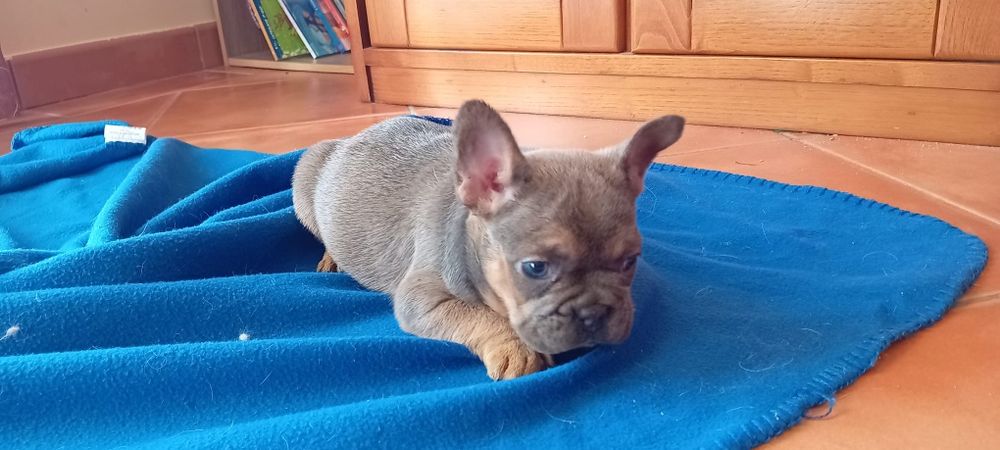 Bulldogue francês