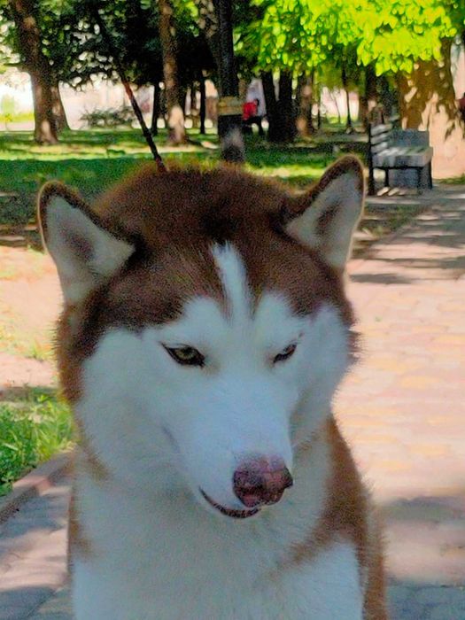 Вязка сибирский хаски кобель