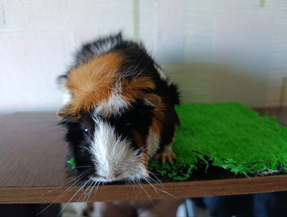 молодые морские свинки