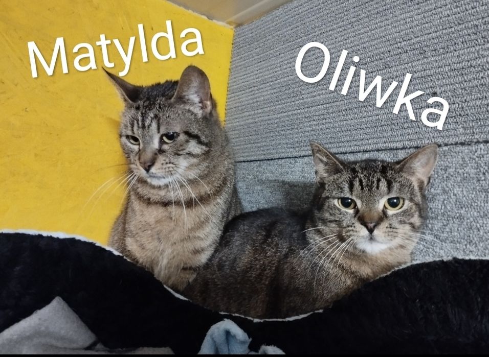 Kociaki ze schroniska czekają na domy