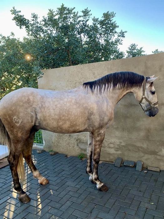 Cavalo Lusitano Puro