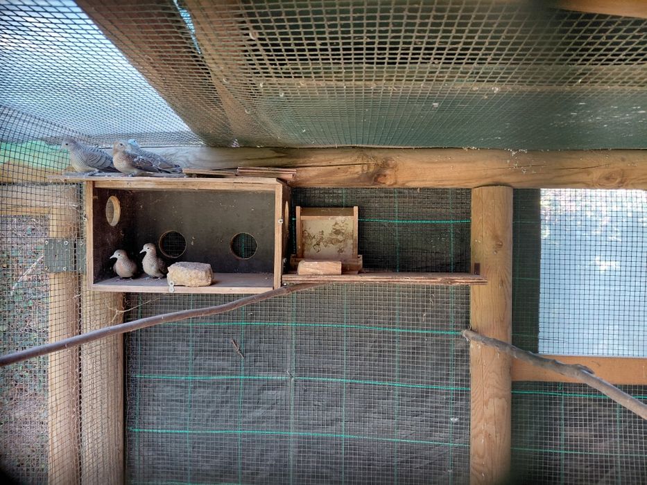 Rolas zebra, lote de 6 aves deste ano  devidamente anilhadas: não sexadas