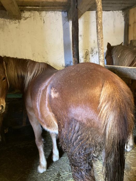 Продаю кобилу