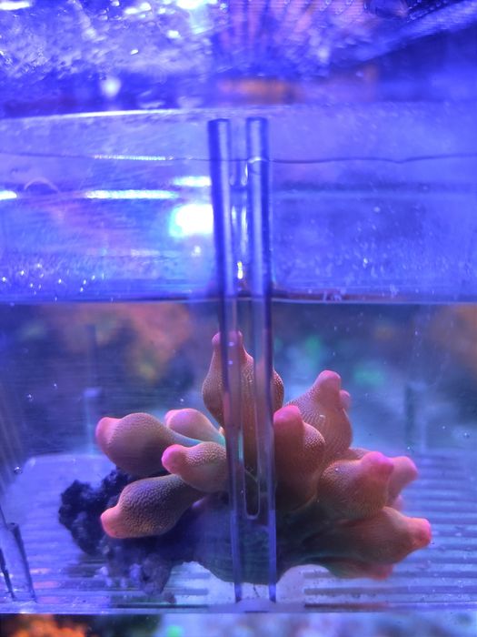 Anémona Bubble Tip Rainbow (Água Salgada)
