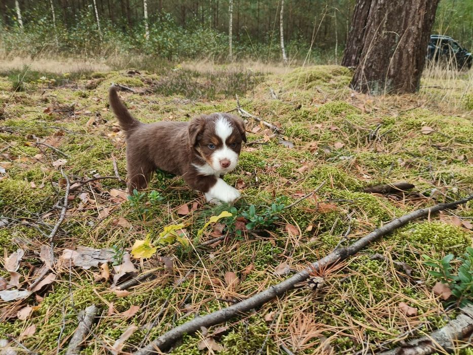 Miniaturowy Owczarek Amerykański -samiec