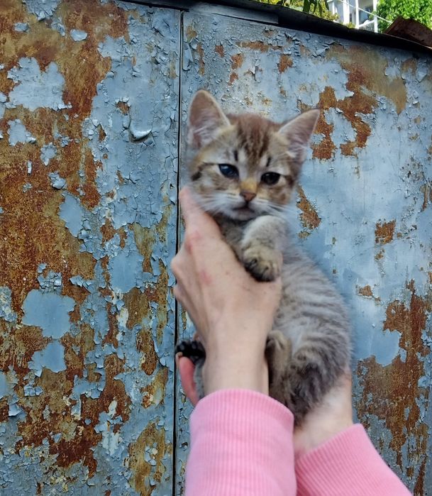 Допоможіть спасти манюню та знайти сім'ю дівчинкі!