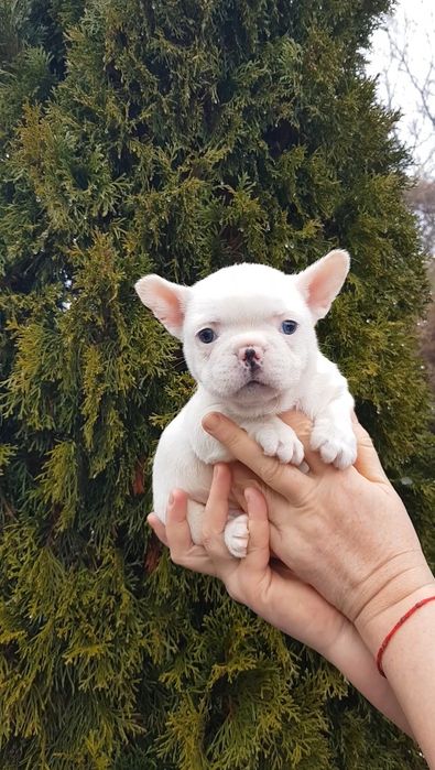 Французький бульдог