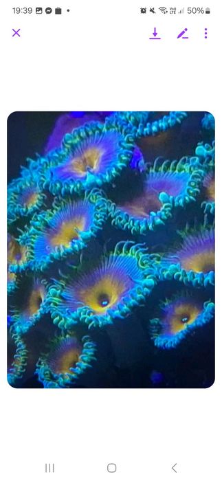 Zoanthus palythoa Capitan America