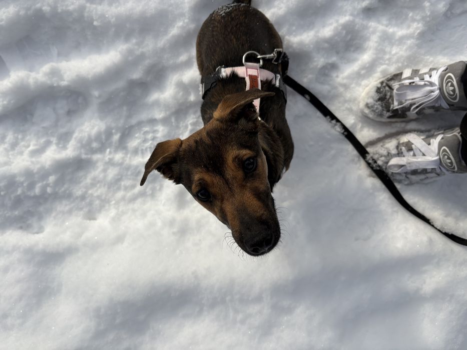 Zoja pilnie szuka domu