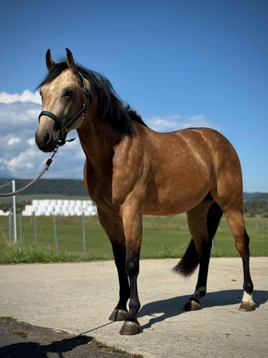 Ogier AQH 3 lata reining