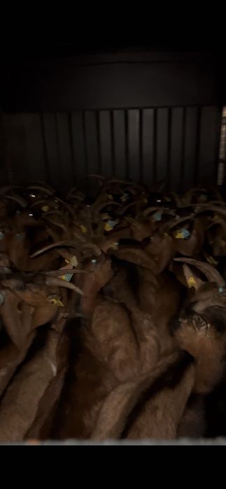 Cabras bravias registadas