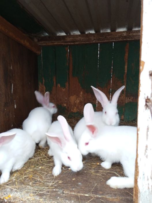 Продам кролі Термонська Біла