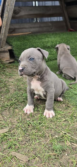 Szczeniak American Stafford Terrier