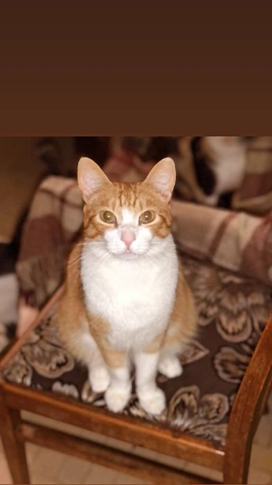 Отдам рыже-белого кота,  2 года, кастрирован, привит