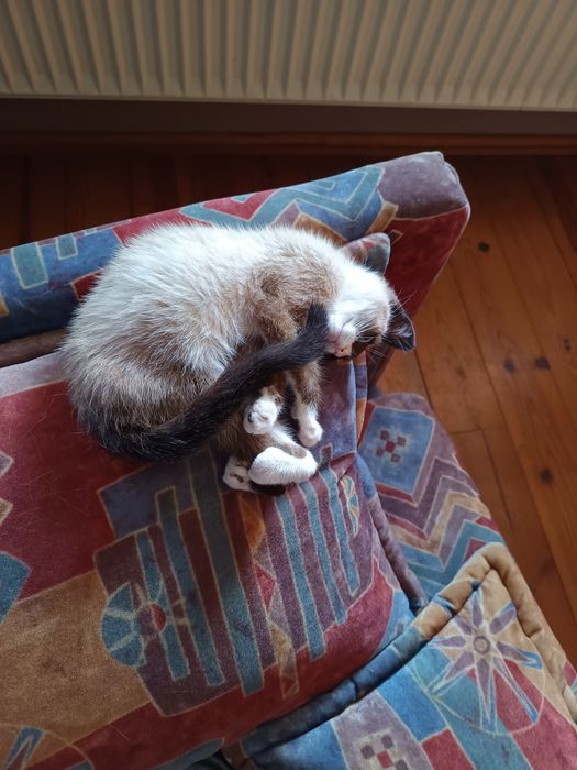 Adoção responsável – Noah, gatinho muito especial