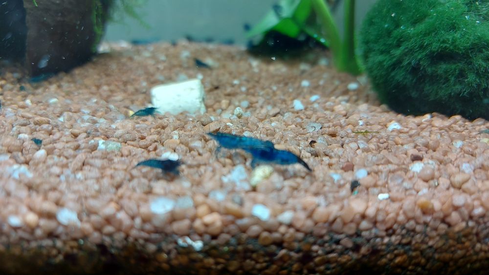 Krewetki blue velvet -10szt.