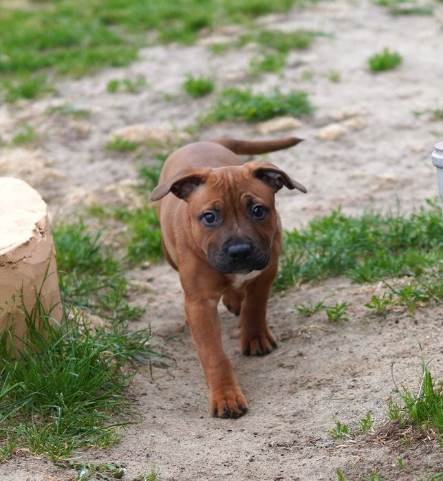 Staffordshire Bull Terrier ZKwP/FCI