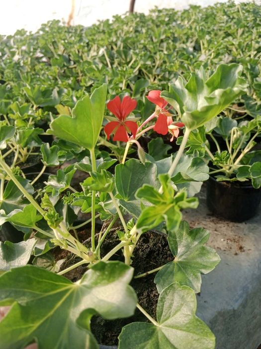 Ipomea limonka Black ipomoea wilec ziemniaczany sadzonki doniczka  10c