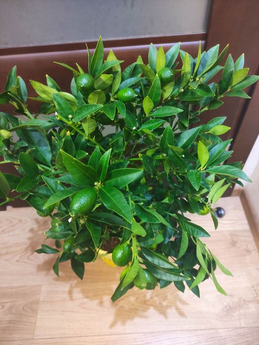 Лаймкват Lakeland