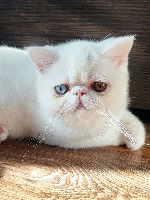 Мальчик  экзот -4 мес.