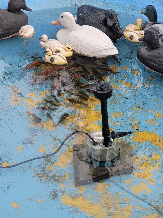 ryby i lilie z oczka