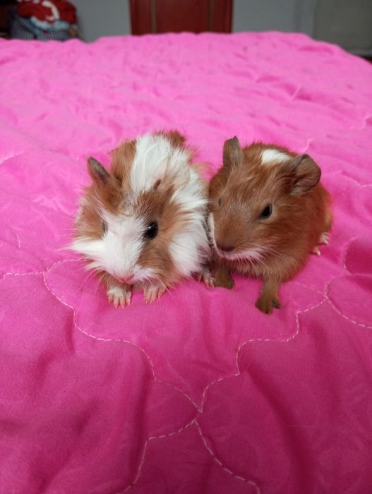 Морські свинки хлорчики