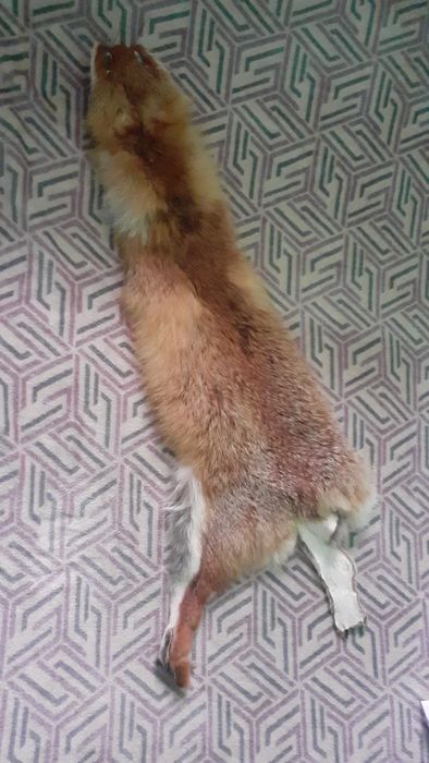 Шкіра з лисиці виправлина