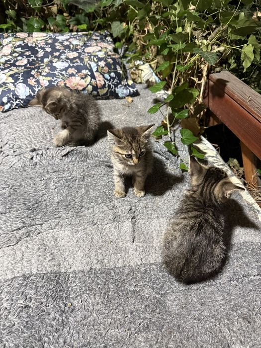 Віддаю кошеня, хлопчик