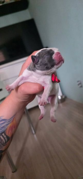 Buldog Francuski